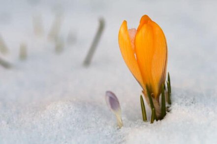 orange crocus peaking up from snow and frost