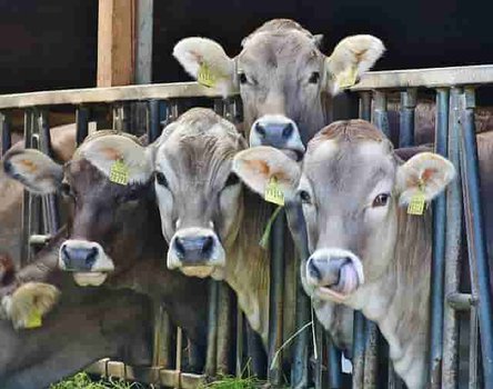 dairy farming business plan in hindi
