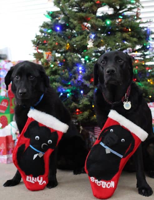 A Very Linus And Stetson Christmas! A Very Linus And Stetson Christmas!