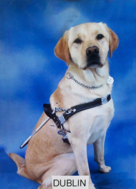 Dublin In Harness Dublin In Harness