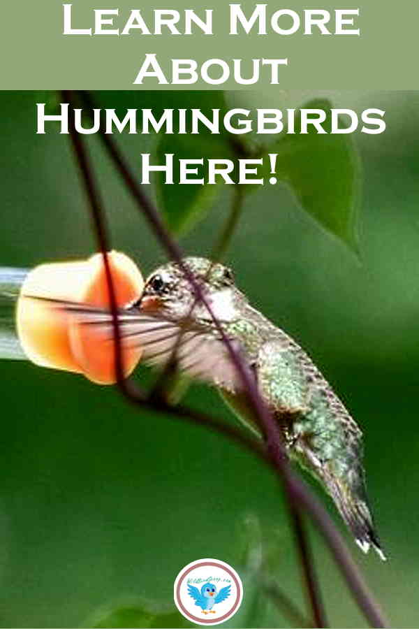 Hummingbirds Are Flying Jewels As Named By Spanish Explorers - Wild