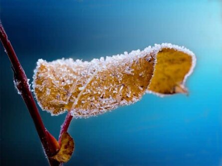 Protect Plants from Frost (frost on leaf)