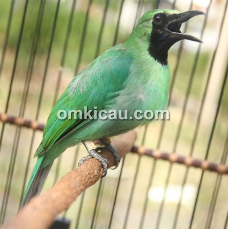 Cucak hijau Camcau