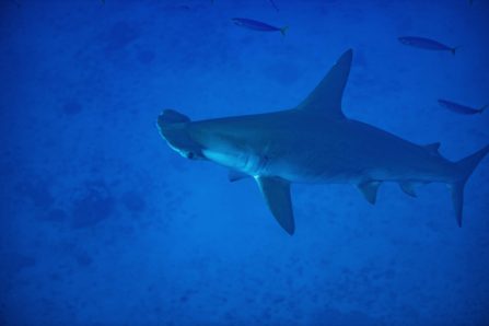 Large Scalloped Hammerhead