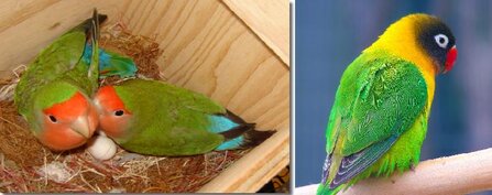 LOVEBIRD NON-KLEP (KIRI) DAN LOVEBIRD KLEP