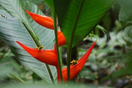 Common Plants of the Amazon Rainforest Easy Plants to Remember from the Amazon Rainforest of Ecuador