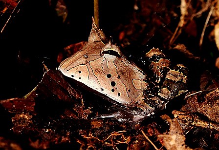 Frogs of the Amazon Rainforest in Ecuador