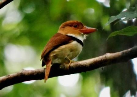 Puffbirds of the Amazon Rainforest in Ecuador