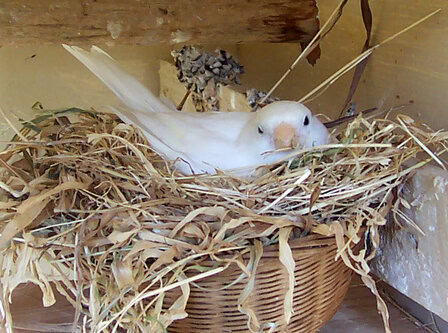 BURUNG KENARI