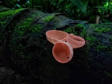 The Mushrooms and Fungi from the Amazon Rainforest in Ecuador The Mushrooms and Fungi from the Amazon Rainforest in Ecuador