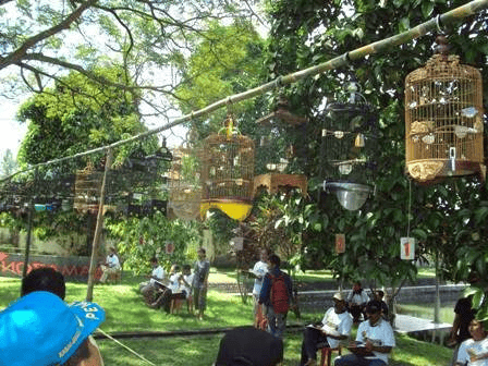 Lombap pleci/ kecial lombok yang sering di gelar di lombok dan sekitarnya