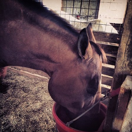 Simon - currently better at eating than trotting.