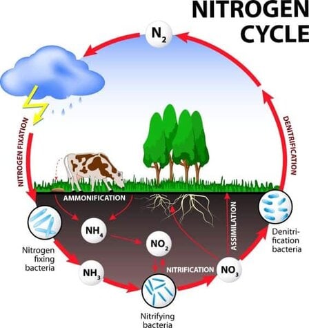 nitrogen-cycle nitrogen-cycle