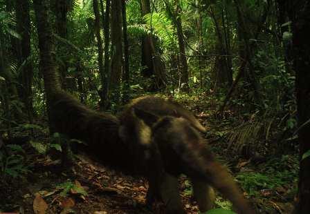 The Yasuni National Park. Ecuador - South America