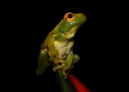 The Yasuni National Park. Ecuador - South America