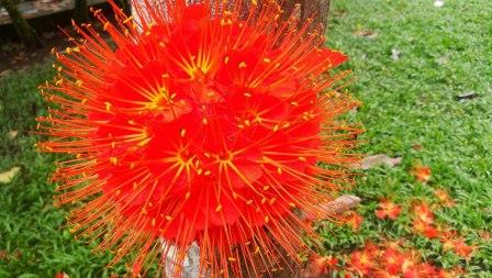 Common Plants of the Amazon Rainforest, Brownea Flowers