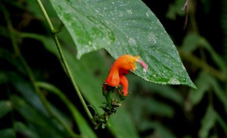 Centropogon CAMPANULACEAE