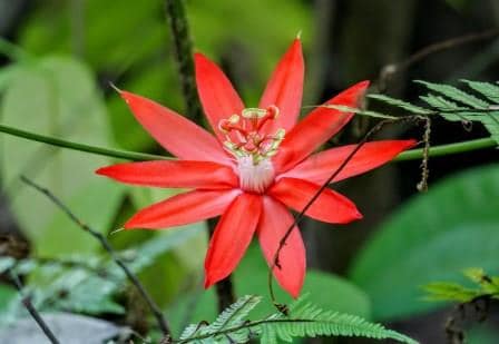 The Yasuni National Park. Ecuador - South America