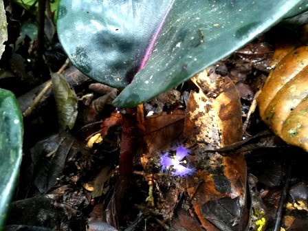 Common Plants of the Amazon Rainforest, Geogenanthus