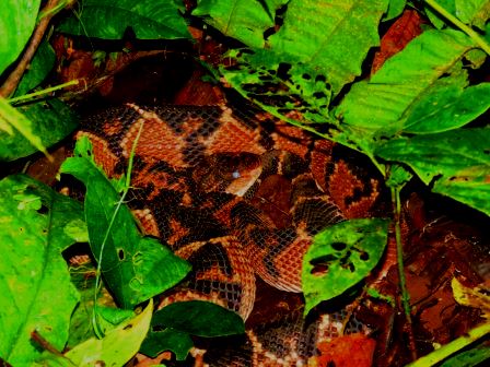 Bushmaster molting: notice the whitish eye. Yasuni Biosphere Reserve. Photo by our guide Daniel Hicks