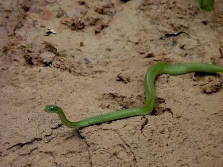 Chironius Whip Snake lives in the canopy of the Amazon Rainforest. Yasuni Biosphere Reserve.