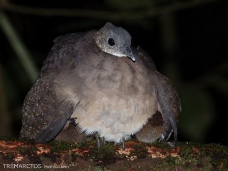Tinamous of the Amazon Rainforest in Ecuador