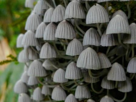 The Mushrooms and Fungi from the Amazon Rainforest in Ecuador The Mushrooms and Fungi from the Amazon Rainforest in Ecuador