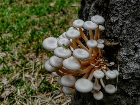 The Mushrooms and Fungi from the Amazon Rainforest in Ecuador The Mushrooms and Fungi from the Amazon Rainforest in Ecuador