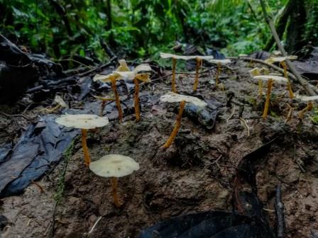 The Mushrooms and Fungi from the Amazon Rainforest in Ecuador The Mushrooms and Fungi from the Amazon Rainforest in Ecuador