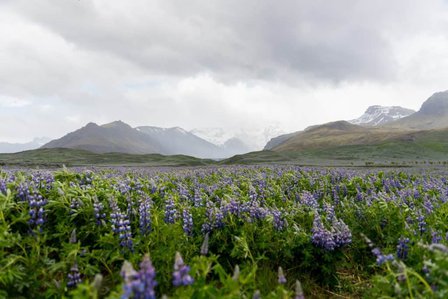 Every plant has a story to tell. Fireweeds are resilient and grow after a land is grazed by fire.