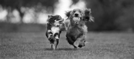 points-dogs Loyalty Reward Points