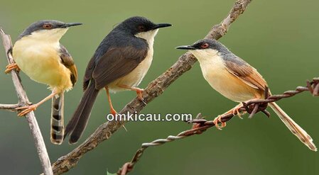 download suara burung prenjak Terdapat lebih dari 24 jenis burung prenjak di seluruh dunia