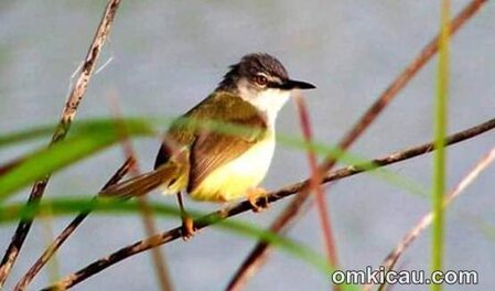 download suara burung prenjak download suara burung prenjak