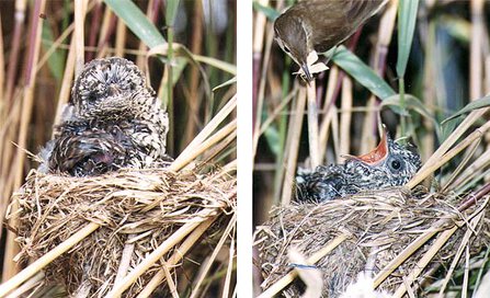 induk-tiri-burung-kedasih Induk Tiri Burung Kedasih