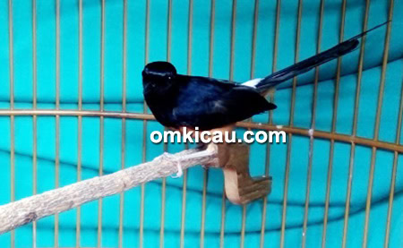 Murai batu Casper