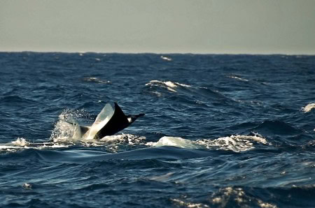 Kona Manta Ray Dive (Steven Smeltzer)