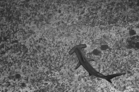 Scalloped Hammerhead (Steven W Smeltzer)