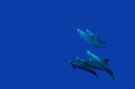 Scuba Diving Molokai (Steven W Smeltzer)