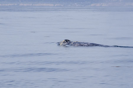 Grey Whale Grey Whales