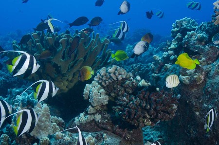 Knob Hill Reef, Steven W Smeltzer, Lanai