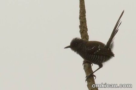 download suara burung prenjak download suara burung prenjak