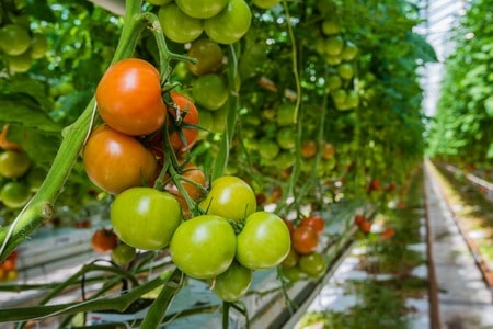 Tomato in greenhouse