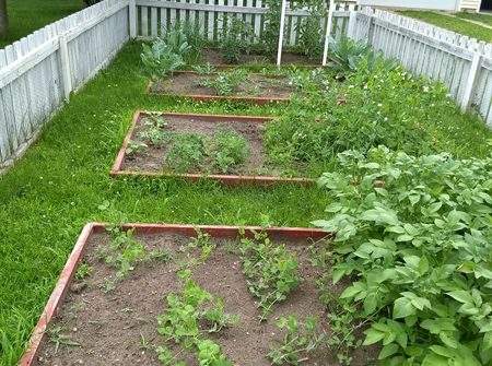 June garden