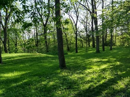 backyard with trees and green grass