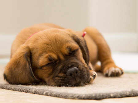 4 Reasons Why Getting Enough Good Sleep Should be a Top Priority