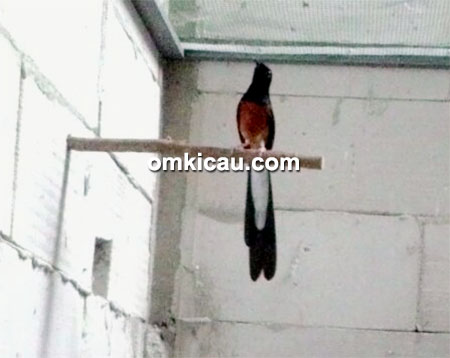 Breeding murai batu SIM BF Bekasi