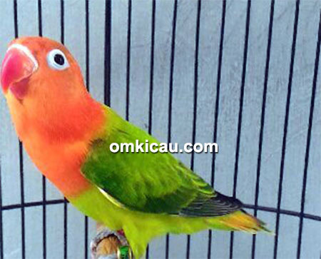 Breeding lovebird Matena BF