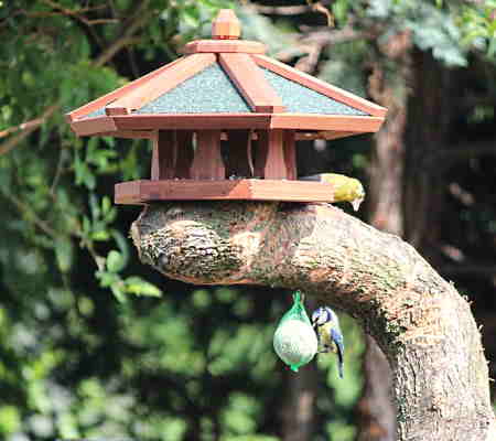 A picture of bird feeders hanging from a dead tree stump with birds eating from them.