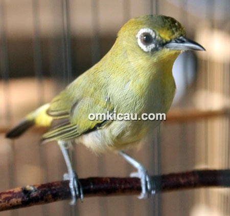 Pleci Stroom Boy
