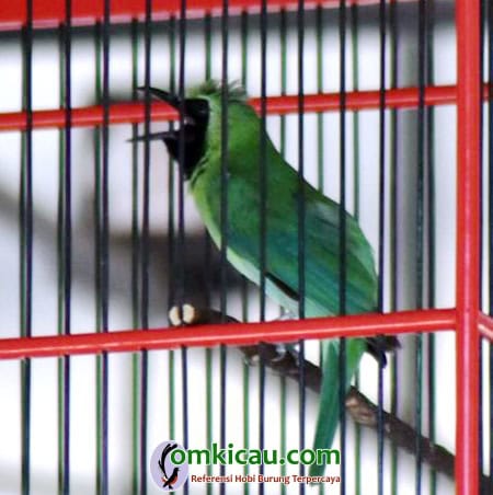 cucak ijo Godong